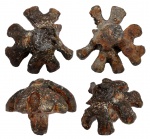 Troegerella quadrifurcata