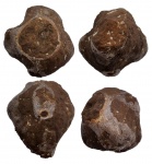 Troegerella (Conoidea) quadrilobata?