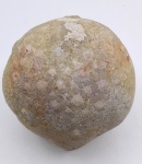 Аномальный Echinosphaerites aurantium