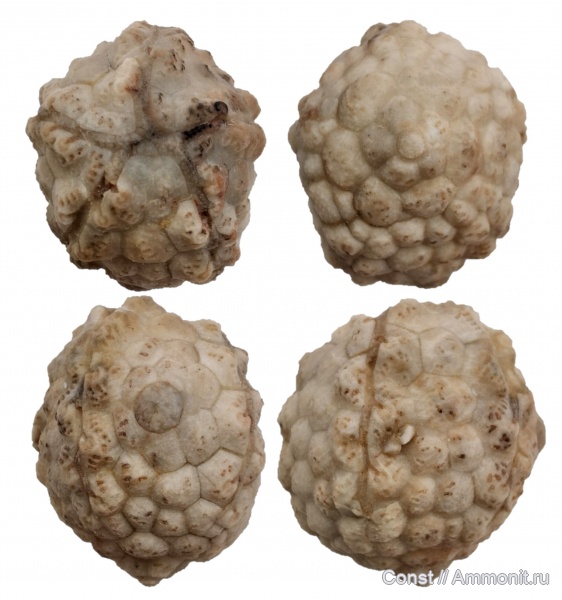 Diploporita, Protocrinites, Protocrinites oviformis