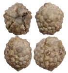 Protocrinites oviformis