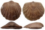 Orthis callactis