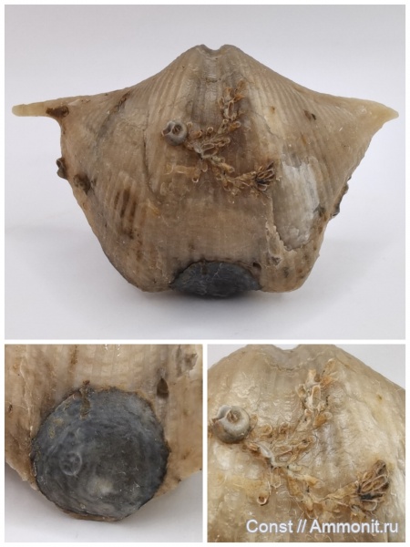 Cyrtospirifer, Cyrtospirifer rudkinensis, Hederella, Spiriferida, Crania