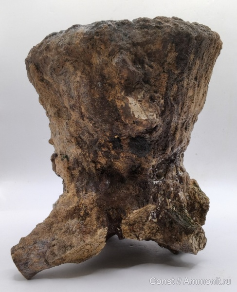 Cephalites