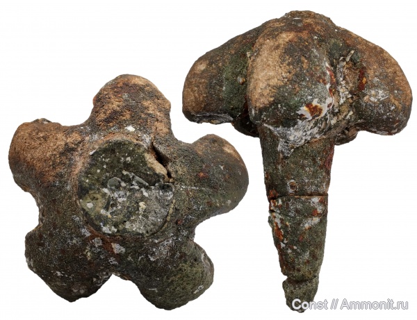 Troegerella