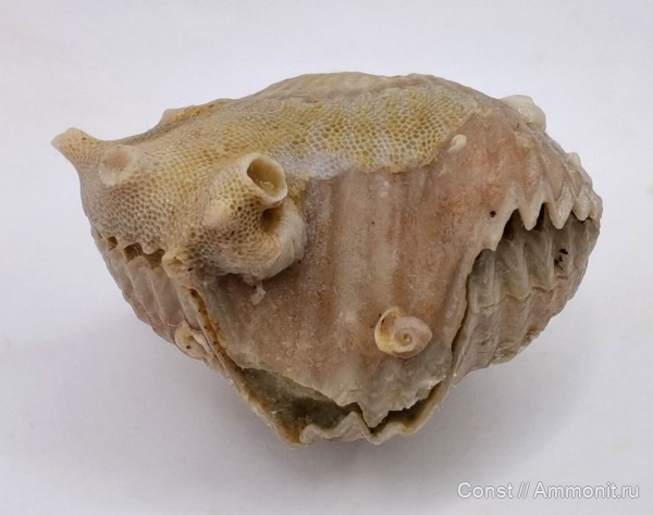 Ripidiorhynchus, Camarotoechia, Microconchida, Rhynchonellida