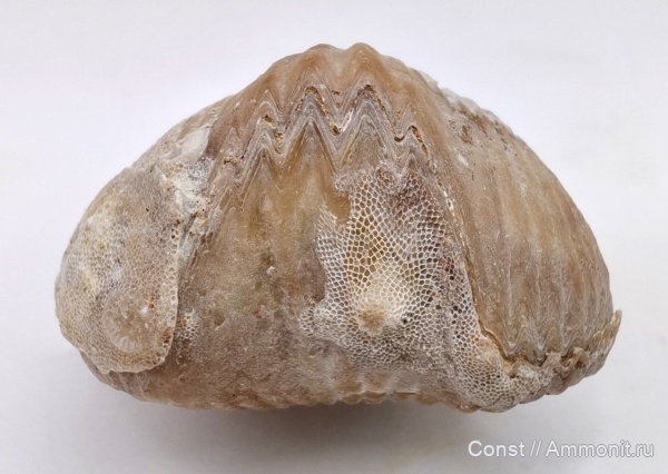 Ripidiorhynchus, Camarotoechia, Rhynchonellida