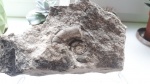 Гастропода Euomphalus
