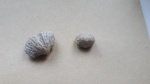 Брахиоподы Platystrophia и Composita humerosa