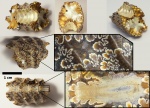 Фрагмент фрагмокона Arcthoplites sp.