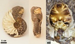 Arcthoplites bogoslowskyi #99