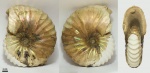 Arcthoplites sp. #17