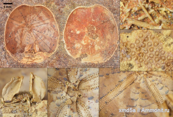 Echinoidea, Владимирская область, Nucleolites, Albian, nucleolites solovjevi
