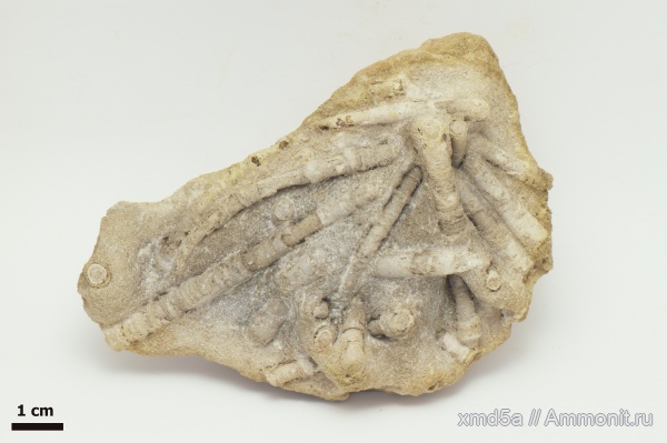 лопатоногие моллюски, Владимирская область, Albian