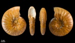 Anahoplites sp. #392