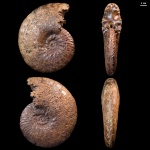 Anahoplites planus (Mantell) Spath #492