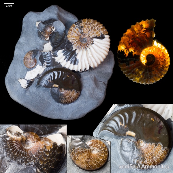 Deshayesites, Deshayesites deshayesi, Aconeceras