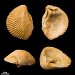 Linotrigonia sp. #406