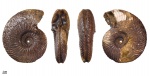 Daghestanites sp. #555