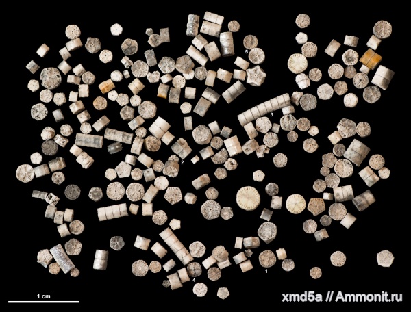 Pentacrinus, Crinoidea, Pentacrinida