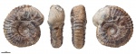 Acanthohoplites sp. #58
