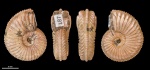 Plasmatites crenulatus #187