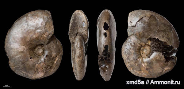 Anadesmoceras