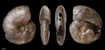 Anadesmoceras sp. #629