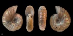 Arcthoplites bogoslowskyi #24