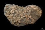 Плитка с Plasmatites crenulatus #127