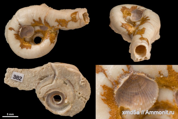 Serpula