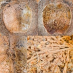 Морской ёж Nucleolites solovjevi #123