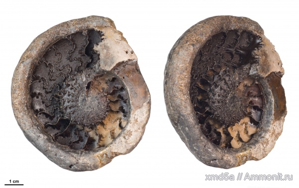 Anadesmoceras