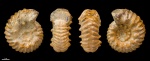 Epihoplites sp. #604