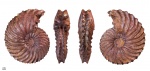 Hoplites sp. #597