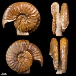 Semenoviceras sp. #455