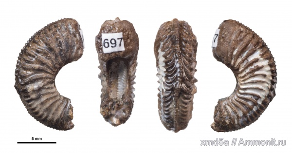 Amoeboceras