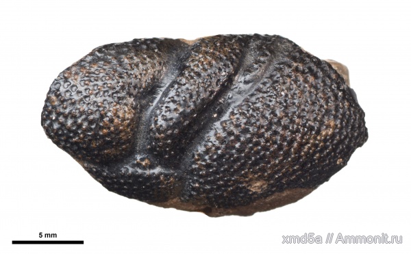 Eryma, Decapoda