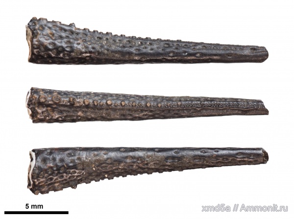 Decapoda