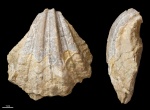 Neithea sp. с псевдофоссилиями #391