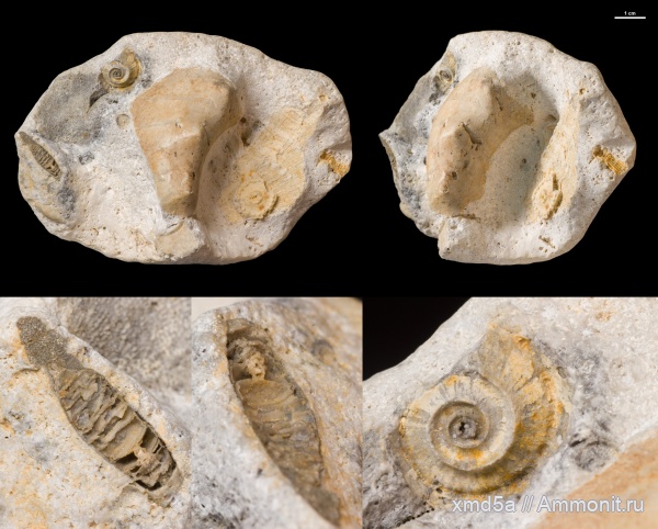 Pseudorthoceras, Nautilida