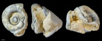 Euomphalus #758