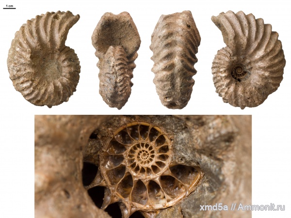 Hoplites, Hoplitidae, amedroites