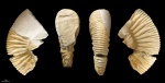 Sarmatisphinctes fallax #819