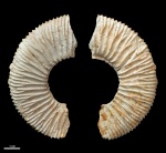 Sarmatisphinctes fallax 2 #818