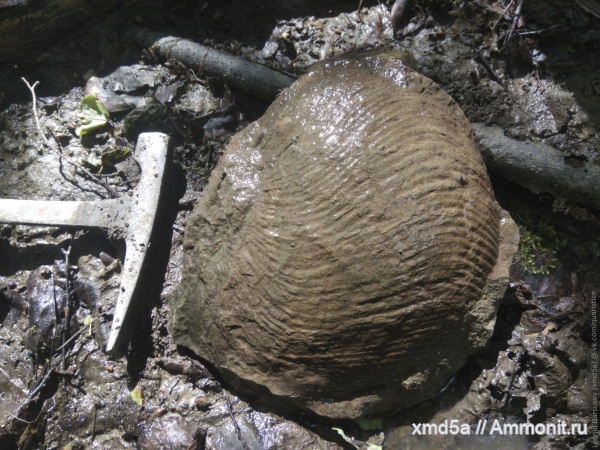 Cymatoceras