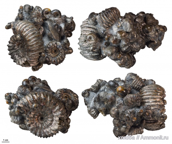 Craspedodiscus, Simbirskites
