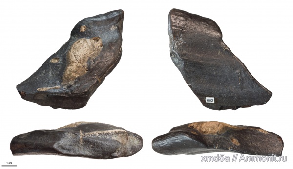 химеры, Пудовкино, Chimaeriformes, Ischyodus latus