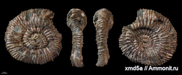 Speetoniceras, Speetoniceras versicolor
