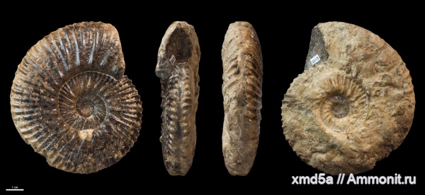 Aulacostephanus